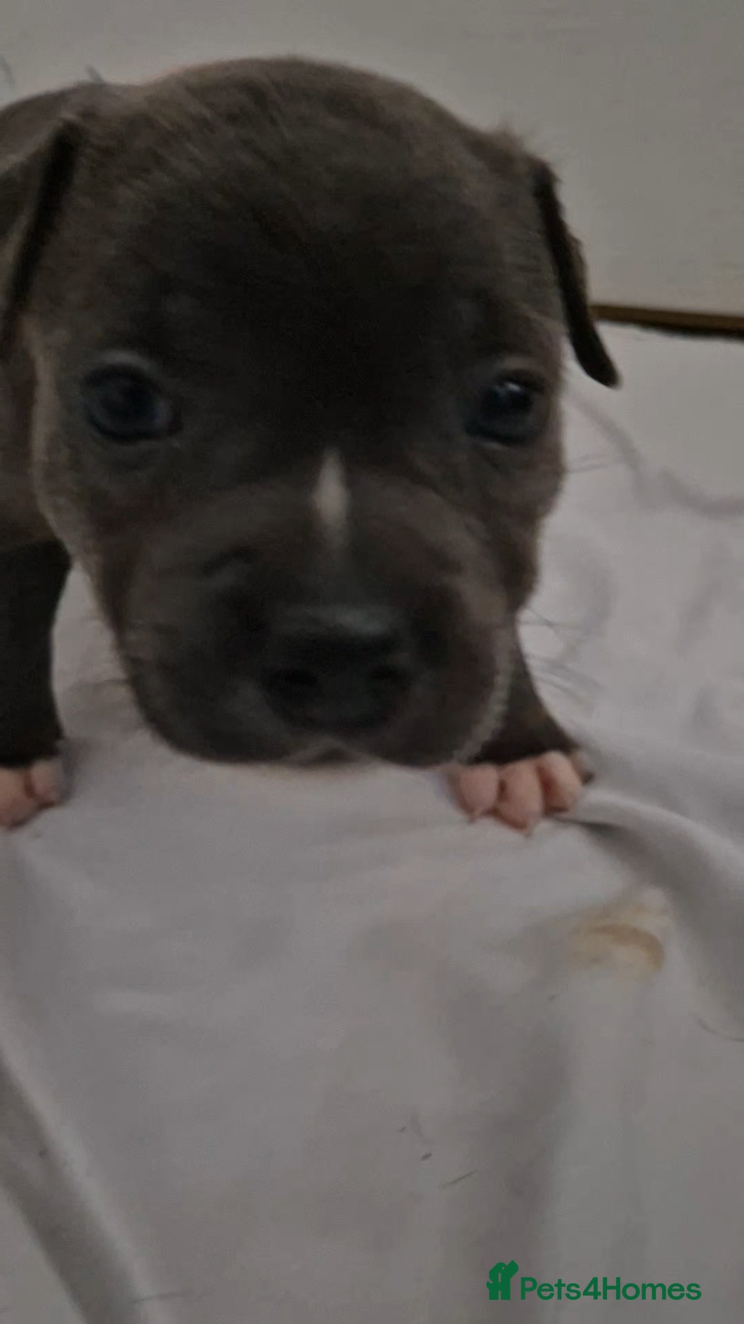 Staffordshire Bull Terrier dogs for sale: Blue staffs for sale £900 - Image 9