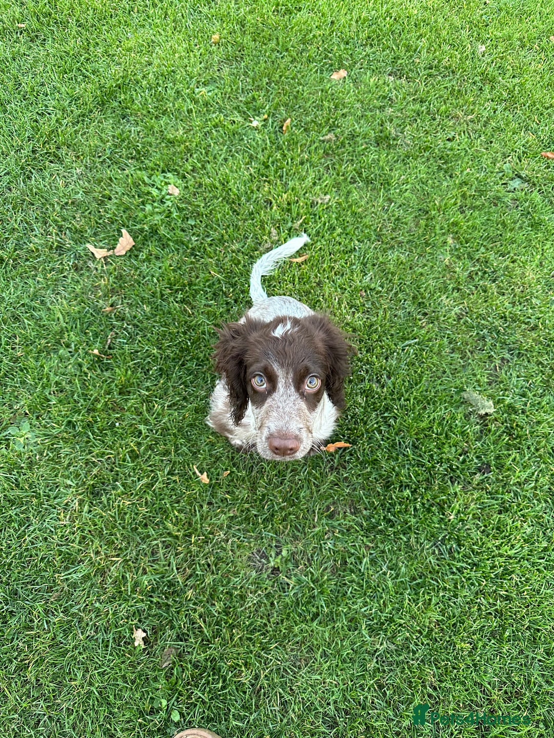 Cocker Spaniel dogs for sale: Sadly having to re-home my 5 month old puppy - Advert 3