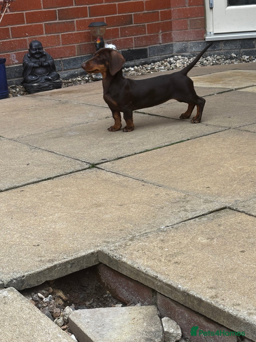 Dachshund dogs for sale: Sweet dachshund girl  - Image 2