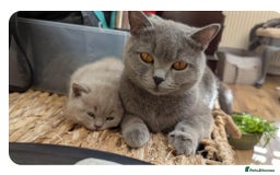 British Shorthair cats for sale: Both parents pedigrees- Dad 5x 🏆 3 boys 1 girl  - Image 10