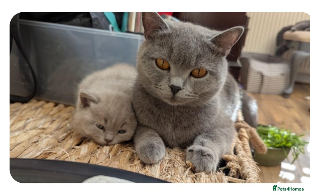 British Shorthair cats for sale: Both parents pedigrees- Dad 5x 🏆 3 boys 1 girl  - Image 10