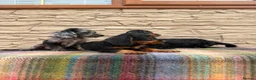 Doxiepoo dogs for sale: Beautiful doxiepoos (council licensed breeder) - Advert 3