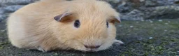 Guinea Pig rodents for sale: Male guinea pig - Advert 2