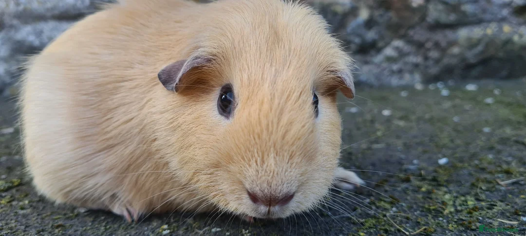 Guinea Pig rodents for sale: Male guinea pig - Advert 2