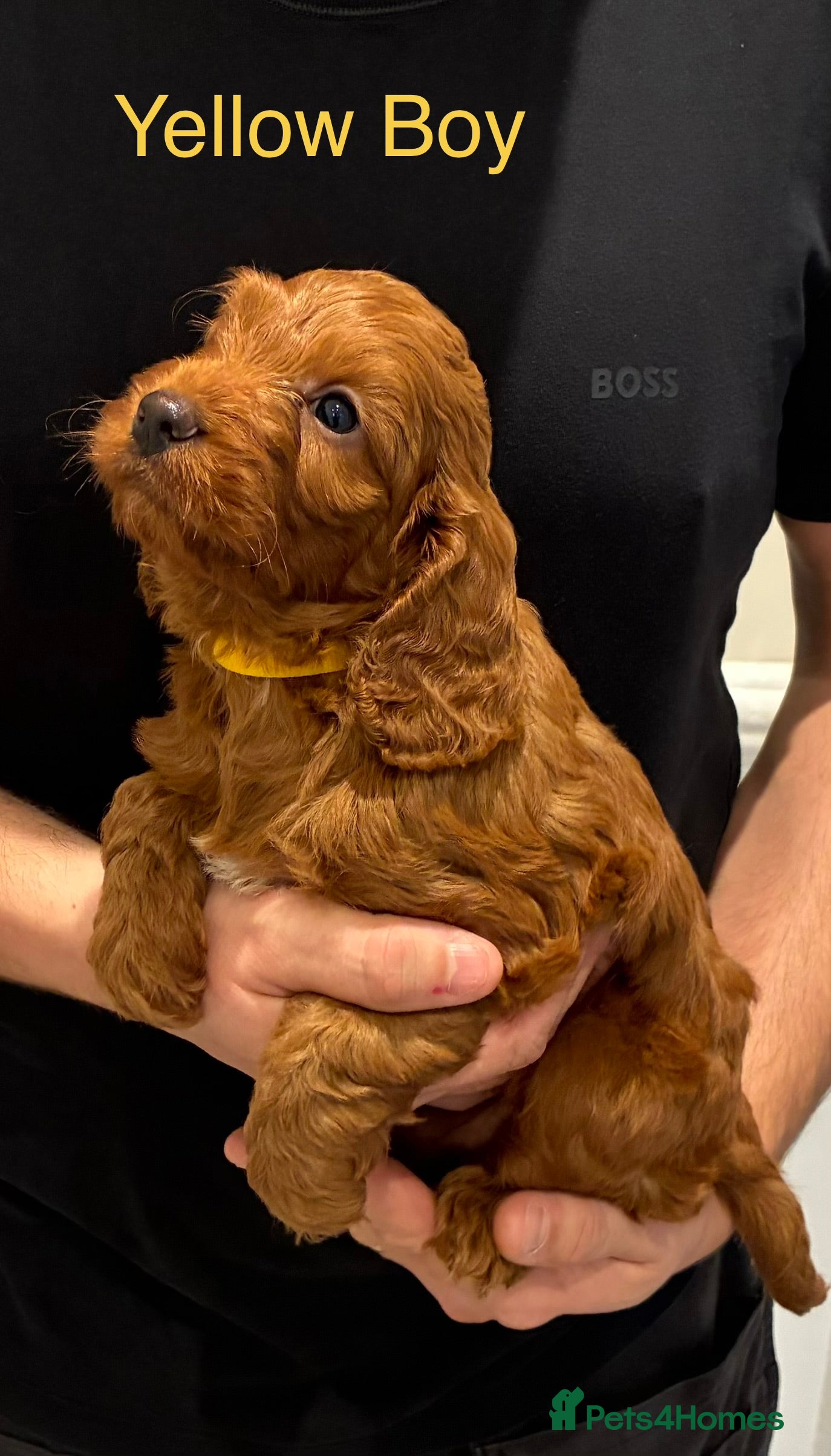 Cockapoo dogs for sale: Stunning Fox Red Cockapoo Puppies - Advert 2