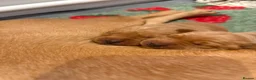 Labrador Retriever dogs for sale: Beautiful fox red Labrador pups for sale  - Advert 2