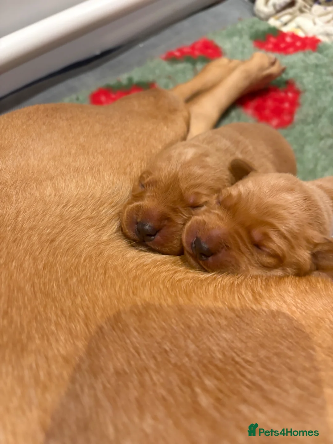 Labrador Retriever dogs for sale: Beautiful fox red Labrador pups for sale  - Advert 2