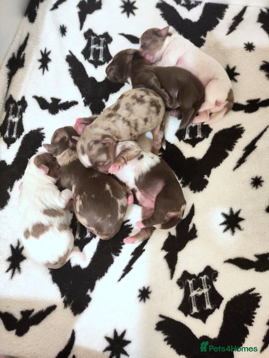 Yorkshire Terrier dogs for sale: Stunning Biro & Merle Yorkie Girls – Ready Nov 25 - Image 6