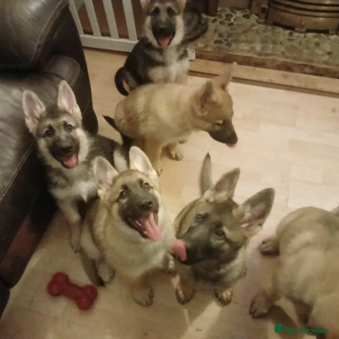 German Shepherd dogs for sale: Beautiful German Shepherd Puppies - Image 10