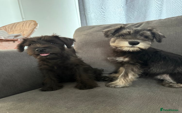 Miniature Schnauzer dogs - Advert 2