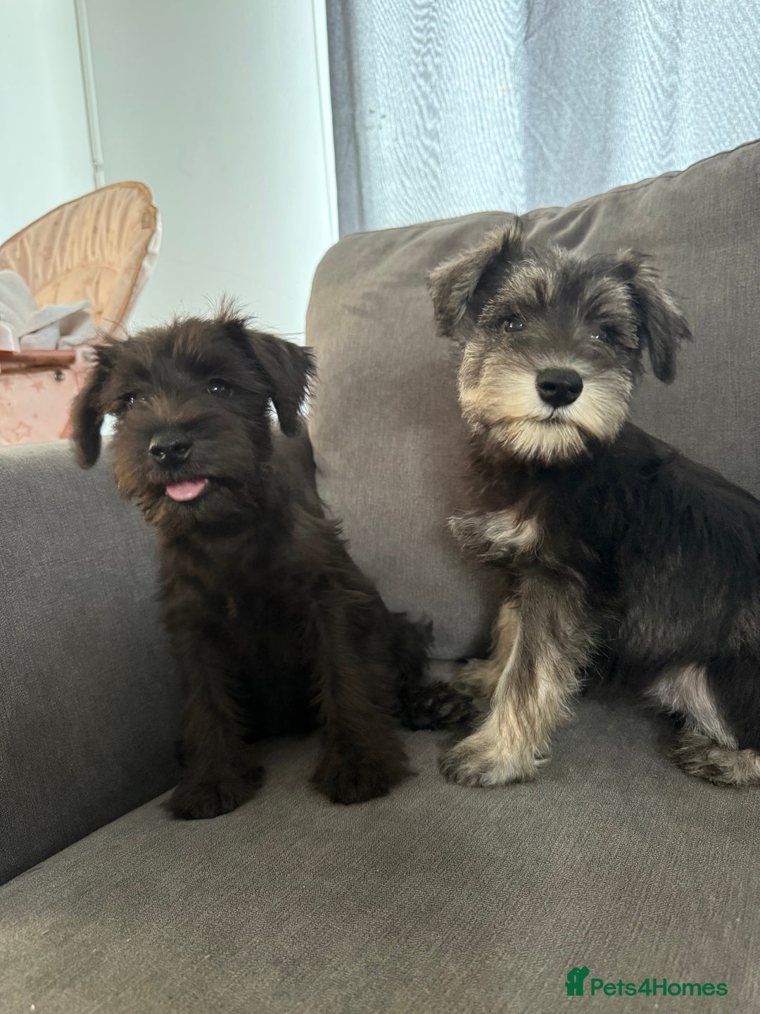 Miniature Schnauzer dogs for sale:  1 boyleft!Miniature  Schnauzer puppies for sale  - Image 1