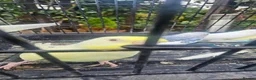Budgerigars birds for sale: Baby budgies for sale  in Waltham Abbey - Advert 10