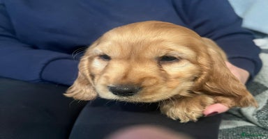 Cocker Spaniel dogs - Advert 13