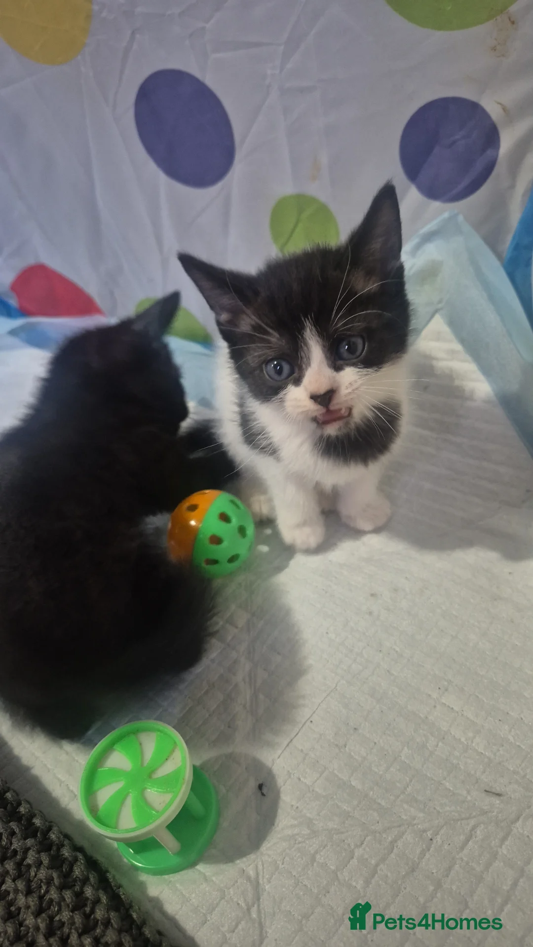 Mixed Breed cats for sale: Adorable mixed breed litter - Advert 16