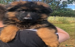 German Shepherd dogs for sale: Beautiful chunky long haired black, tan & red pups - Image 4
