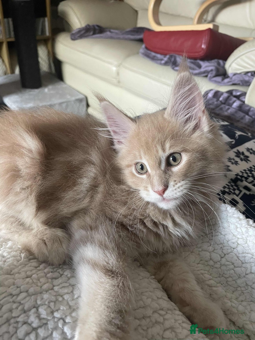 Maine Coon cats for sale: Purebred Maine Coons looking for a loving home 😻 - Image 10