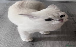 British Shorthair cats for sale: Kittens for sale - Image 3