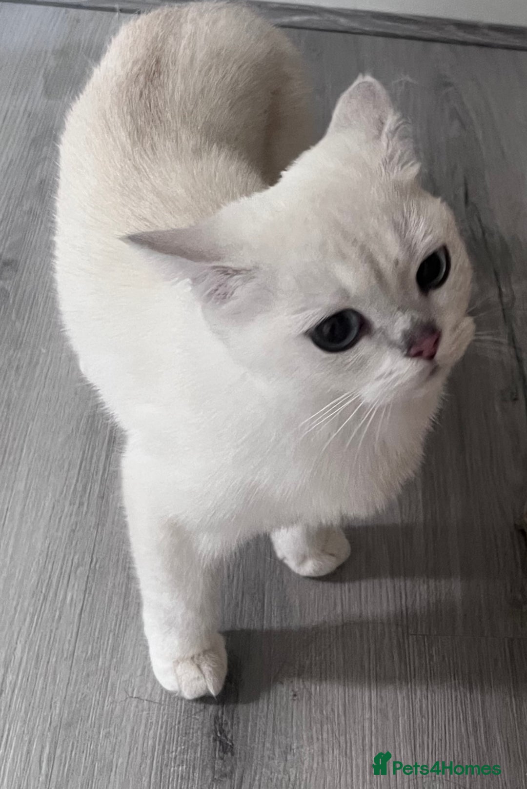 British Shorthair cats for sale: Kittens for sale - Image 3