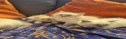 Ragdoll cats for sale: ragdoll kittens  - Advert 8