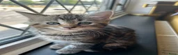 Mixed Breed cats for sale: Purr-fectly adorable playfull kittens - Advert 7