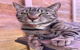Mixed Breed cats for sale: 4 Beautiful tabby kittens - Image 9