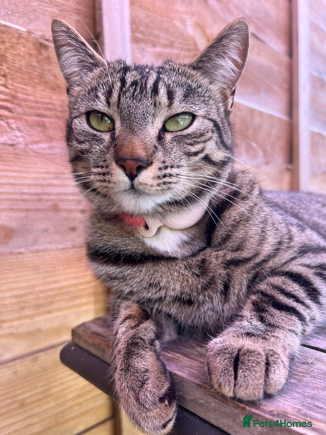 Mixed Breed cats for sale: 4 Beautiful tabby kittens - Image 9