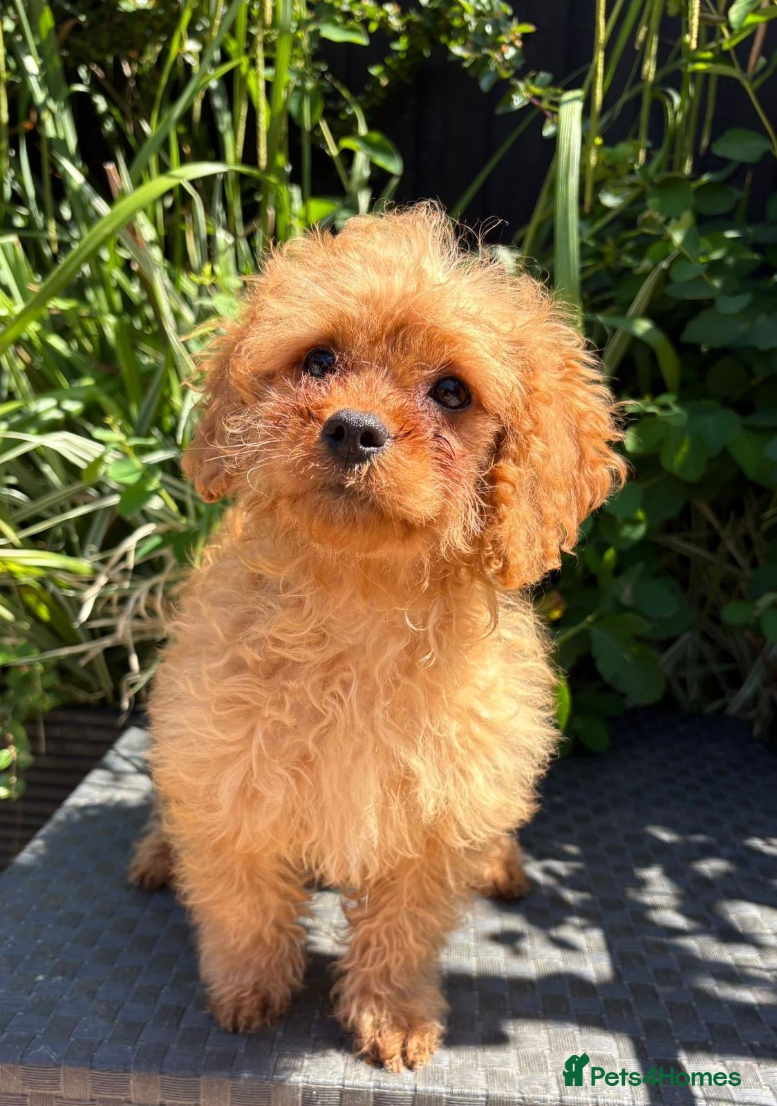 Cavapoo dogs Ready now Beautiful f1b puppies  - Advert 1