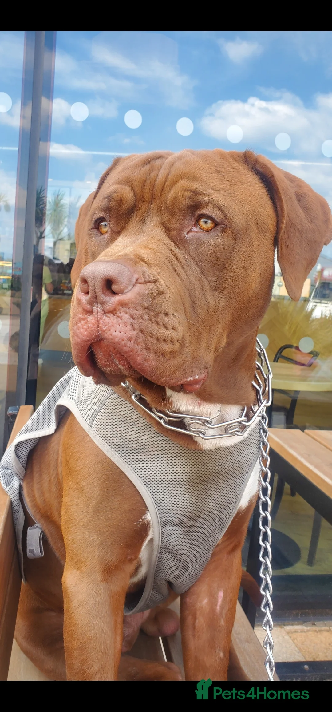 Mixed Breed dogs for sale: ROCCO - Advert 1