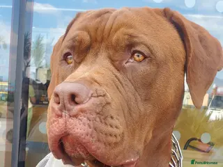 Mixed Breed dogs ROCCO - Advert 1