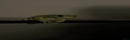 Frog reptiles for sale: Pair of whites tree frogs  - Advert 2
