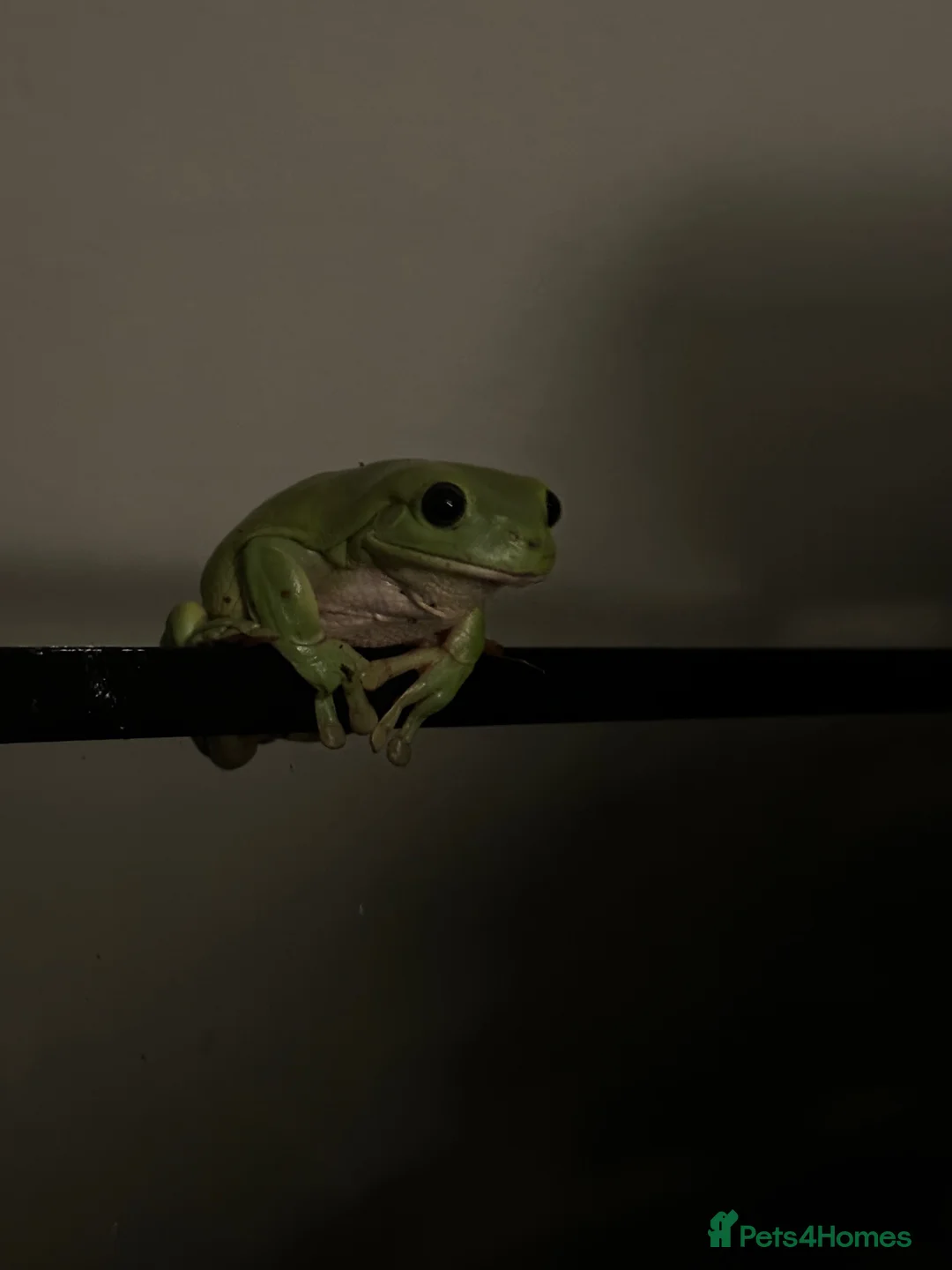 Frog reptiles for sale: Pair of whites tree frogs  - Advert 2