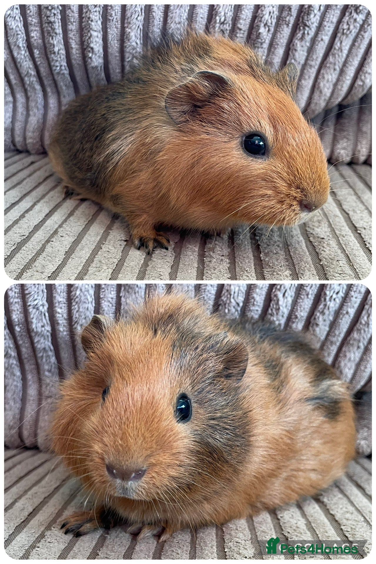 Guinea Pig rodents Baby guinea pigs  - Advert 15