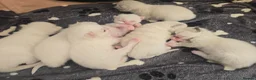 Ragdoll cats for sale: Stunning Cream & Tortie Ragdolls - Advert 17