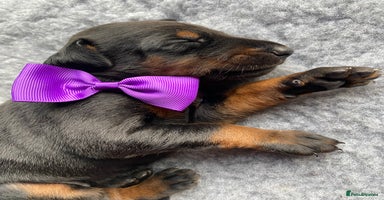 Dobermann dogs - Advert 8