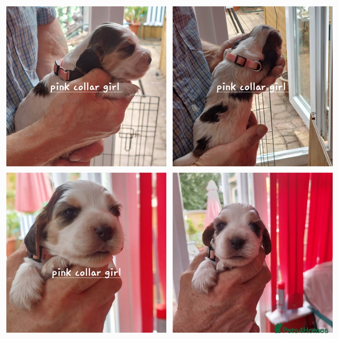 Cocker Spaniel dogs for sale: Kc Reg show type cocker spaniel puppies  - Image 7