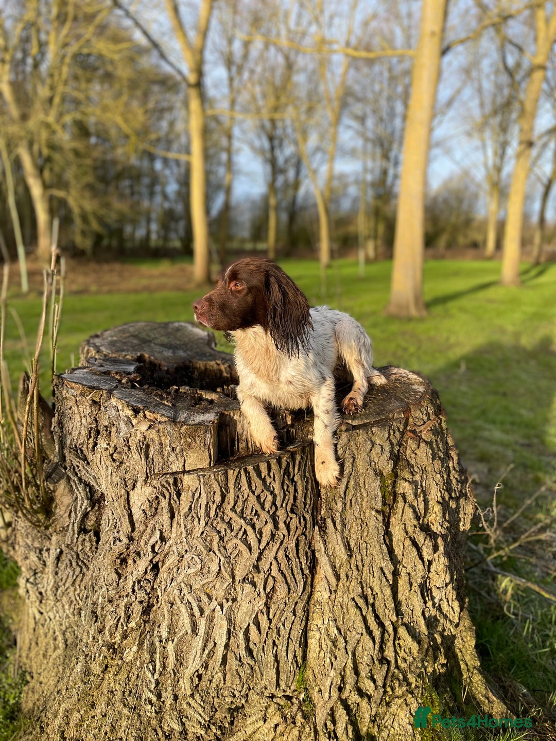 English Springer Spaniel dogs for sale: Liver and white springer spaniel puppies  - Image 1