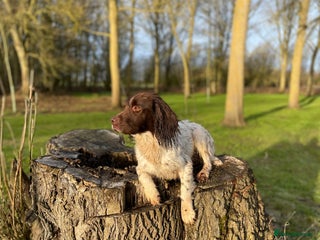English Springer Spaniel dogs for sale - Advert 1