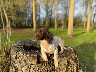 English Springer Spaniel dogs Liver and white springer spaniel puppies - Advert 15