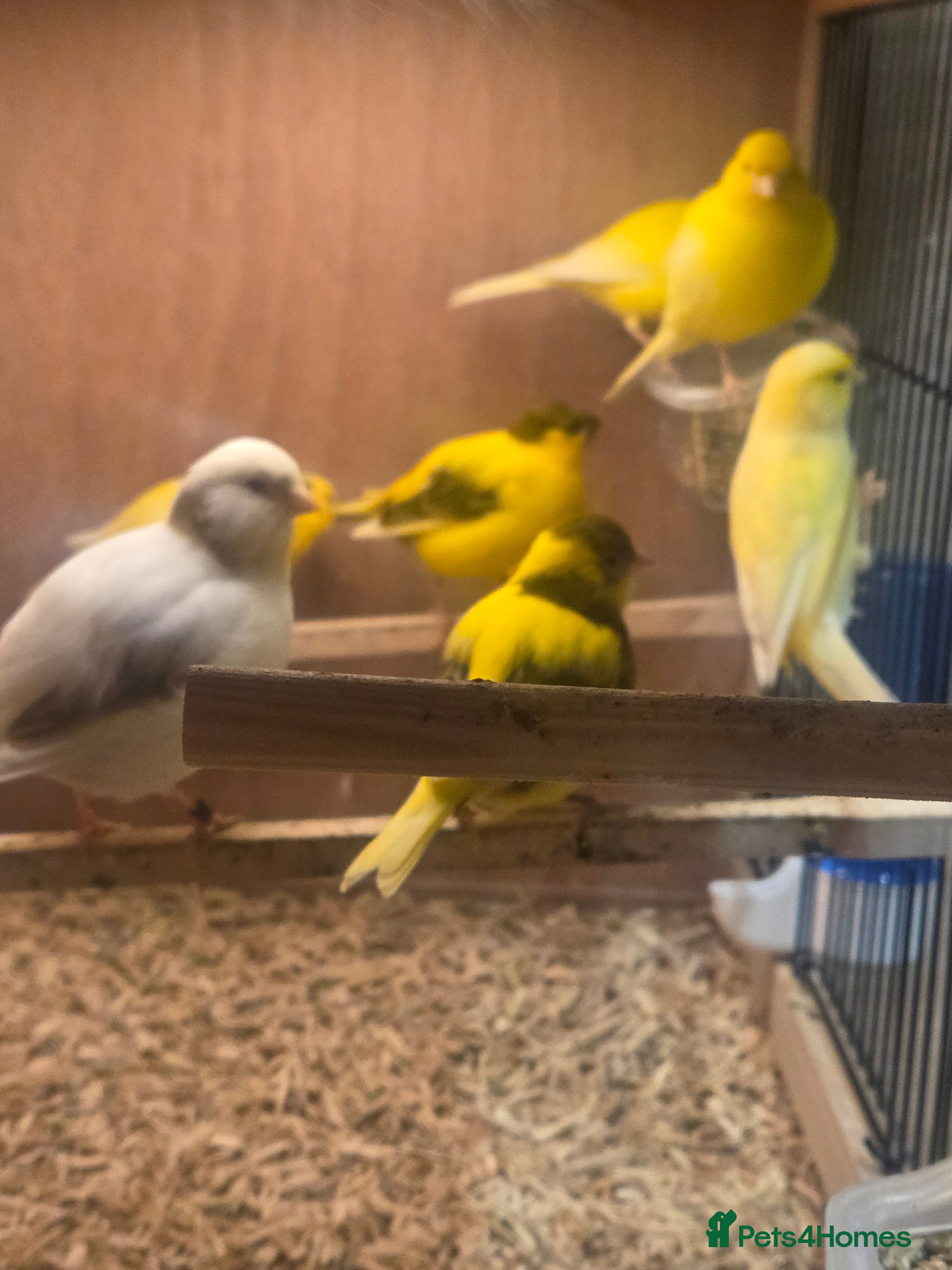 Canaries birds Fife canarys  - Advert 12