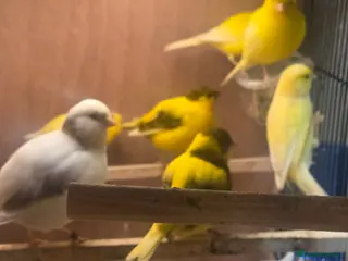 Canaries birds Fife canarys - Advert 12