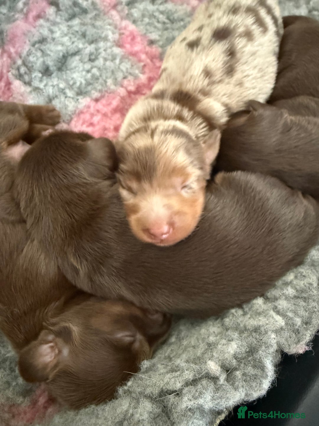 Dachshund dogs for sale: KC Long Haired Miniature Dachshund Puppies - Image 5