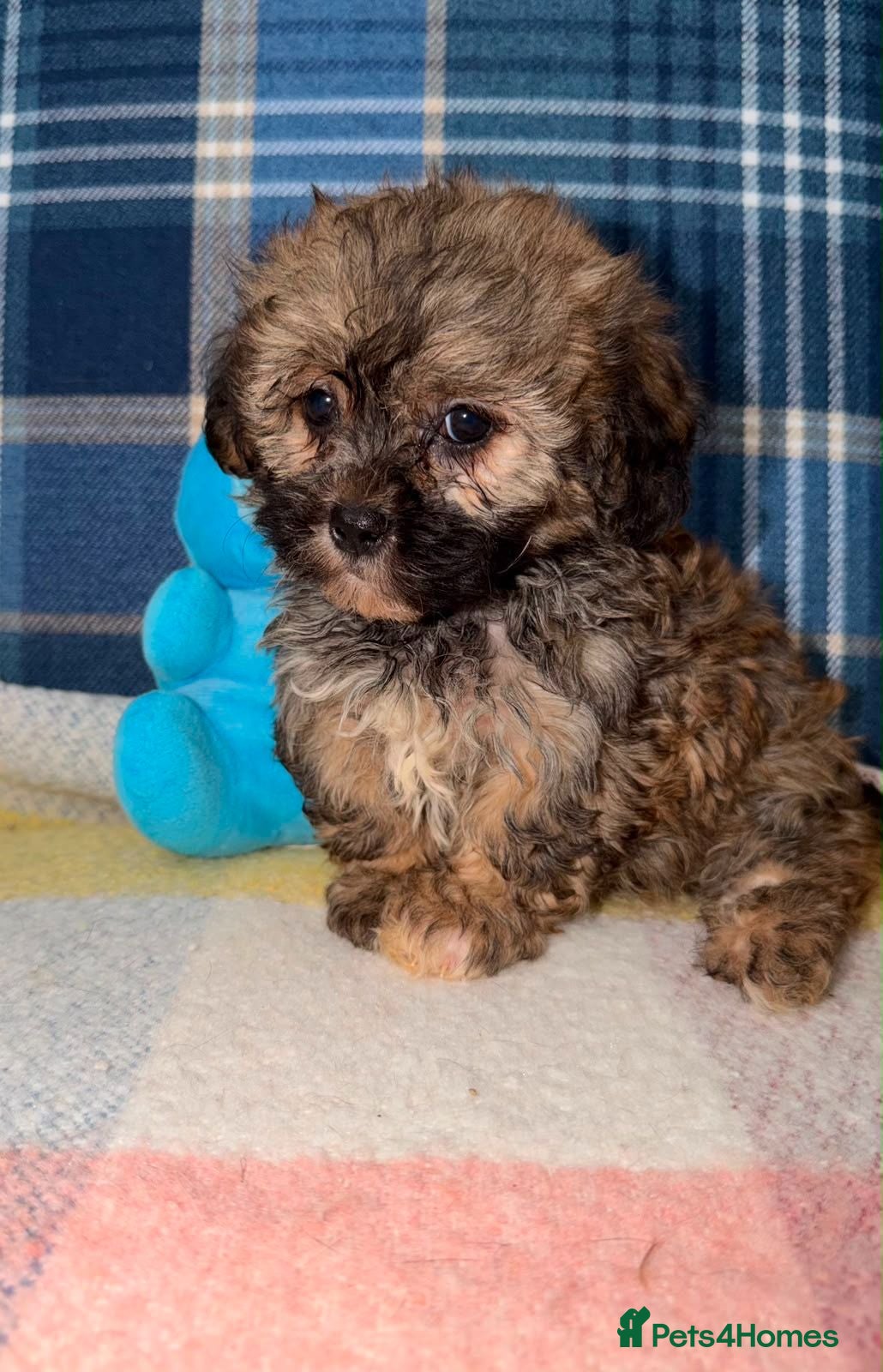 Shihpoo dogs 💜🧡💛Stunning Shihpoo Puppies Ready Now💛🧡💜 - Advert 1
