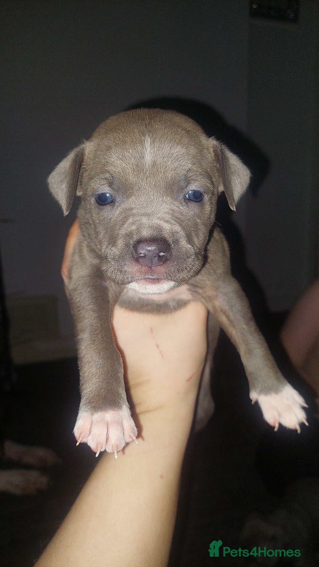 Mixed Breed dogs for sale: Staff pocket cross 4 boys 2 girls - Advert 7