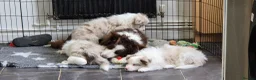 Border Collie dogs for sale: 🐾 Thanks for all enquiries all pups now sold 🐾 - Advert 4