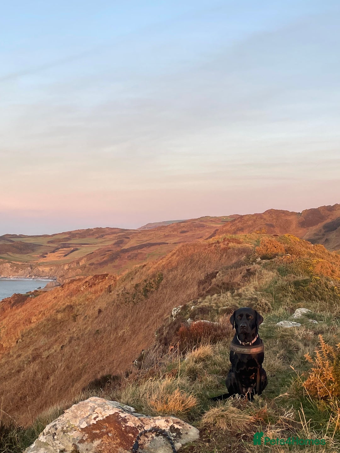 Mixed Breed dogs for sale: Labrador cross with Siberian husky  - Advert 3