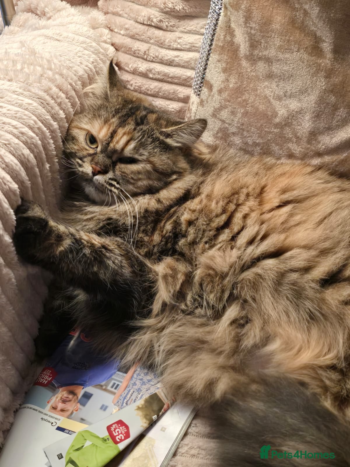 Mixed Breed cats for sale: Peanut - half persian tabby girl cat - Advert 5