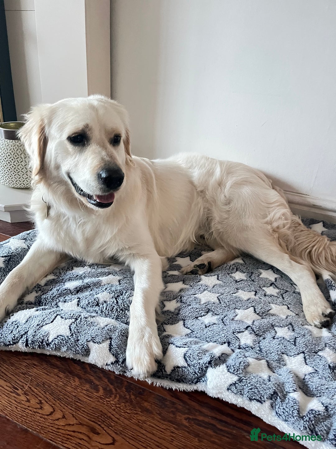 Golden Retriever dogs for sale: Golden retriever 17 month old - Image 12