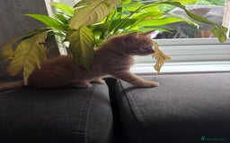 Mixed Breed cats for sale: 3 gorgeous ginger kittens READY NOW - Image 11