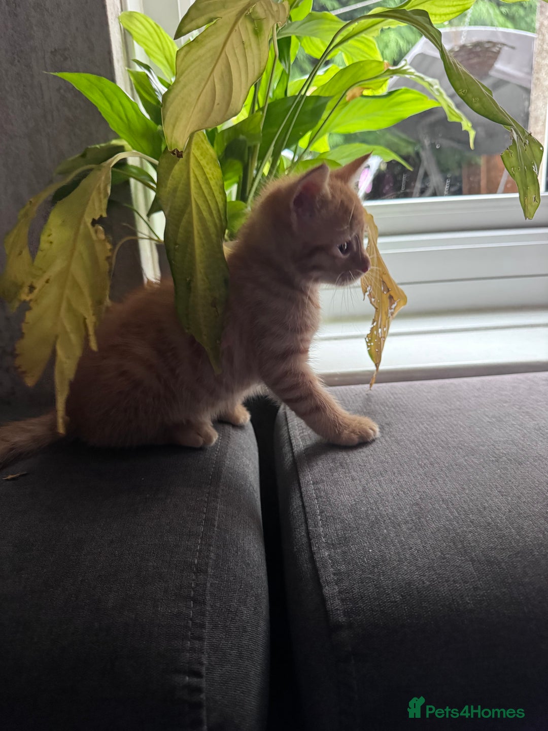 Mixed Breed cats for sale: 3 gorgeous ginger kittens READY NOW - Image 11