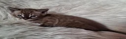 Bengal cats for sale: Superbly rosetted Bengals - Advert 4